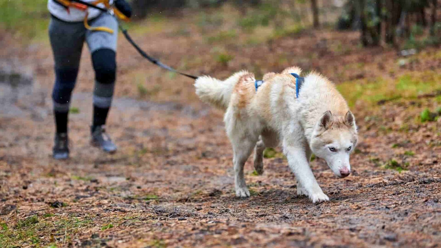 How Is An Easy Walk Harness Correctly Attached? [Easy Ways] DwellHack