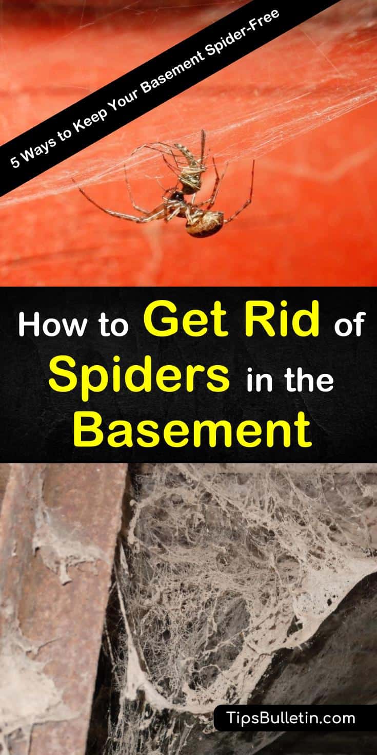 How to Get Rid of Spiders in the Basement 2